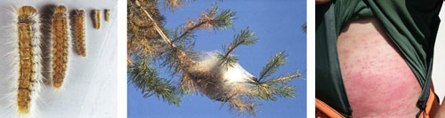 Processionaria del Pino