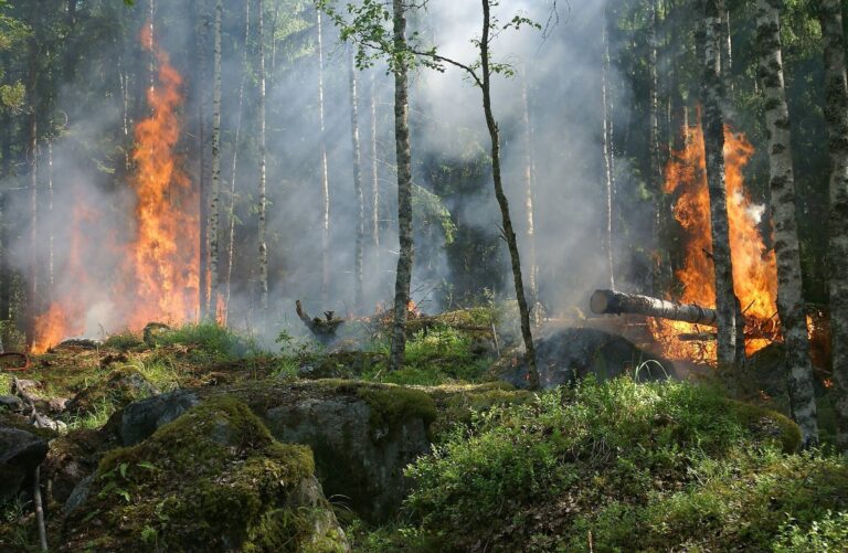 Decretato lo stato di eccezionale pericolo per la propagazione e l’innesto di incendi nei boschi